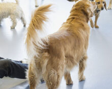 Puppy Training Classes Short Hills New Jersey