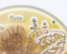 mold testing
