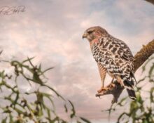 veteran-owned business